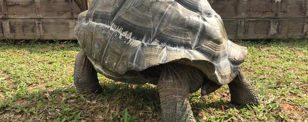 著迷於雄偉的烏龜