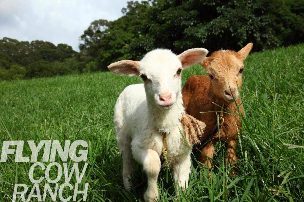 Đừng quên ghé thăm những chú cừu đáng yêu tại nông trại nhé!