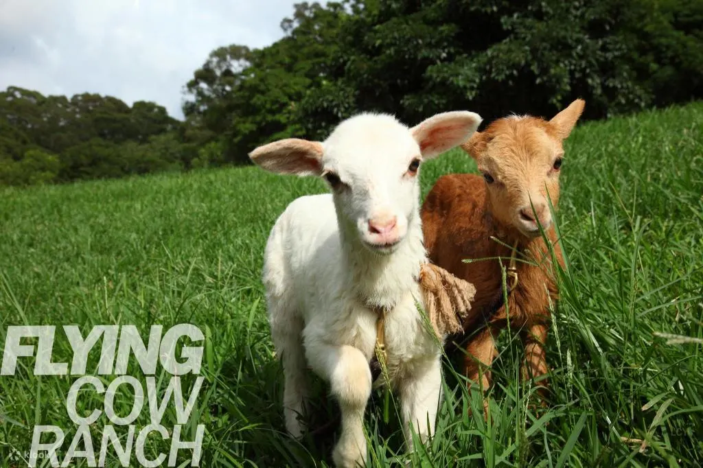 Sheep are also small animals that you must visit on the ranch!