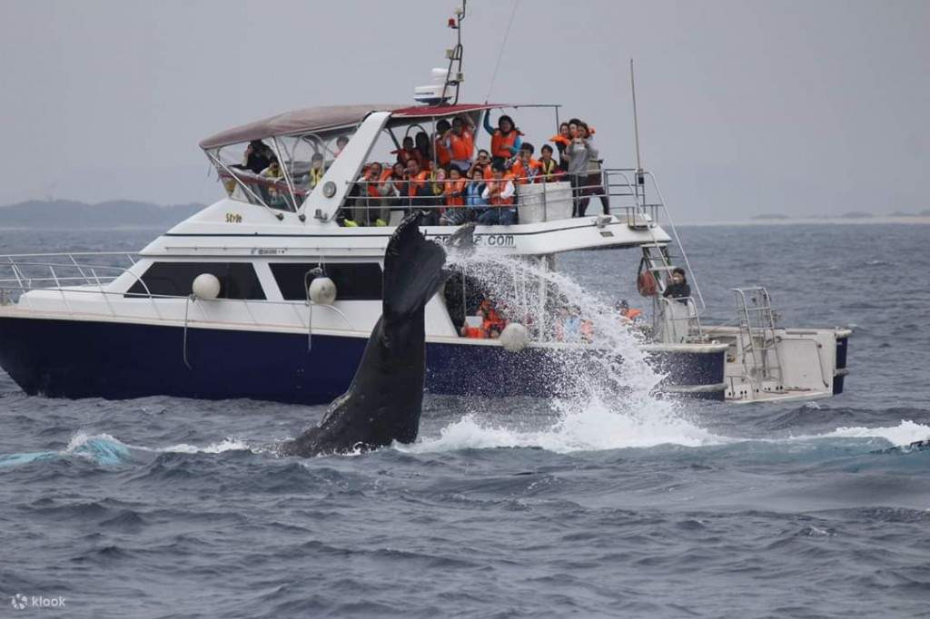Wale heben manchmal ihre Schwanzflosse hoch und schlagen sie nach unten, um ein lautes Geräusch und Spritzwasser zu erzeugen.