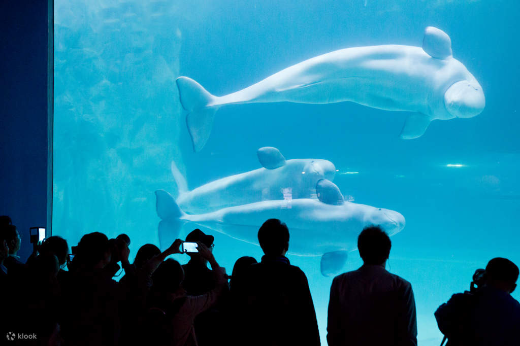 persone che guardano le balene beluga