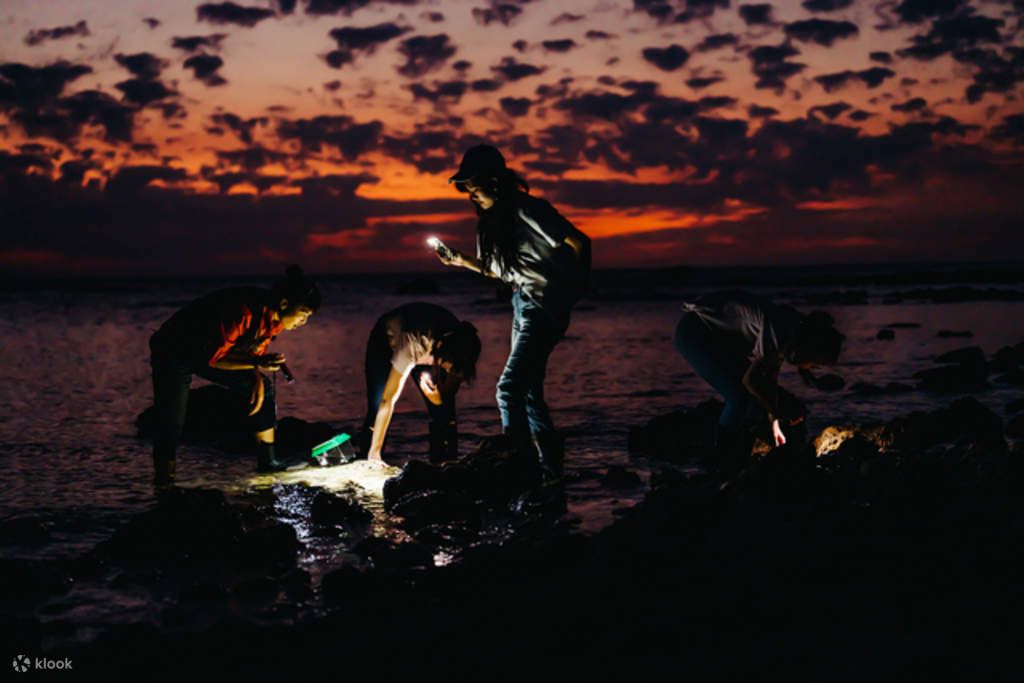Nighttime Aquarium Tour