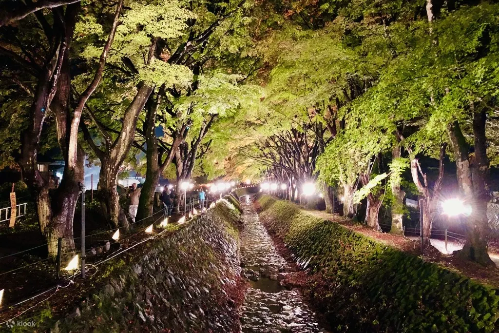 红叶走廊 河口湖（4月～9月）