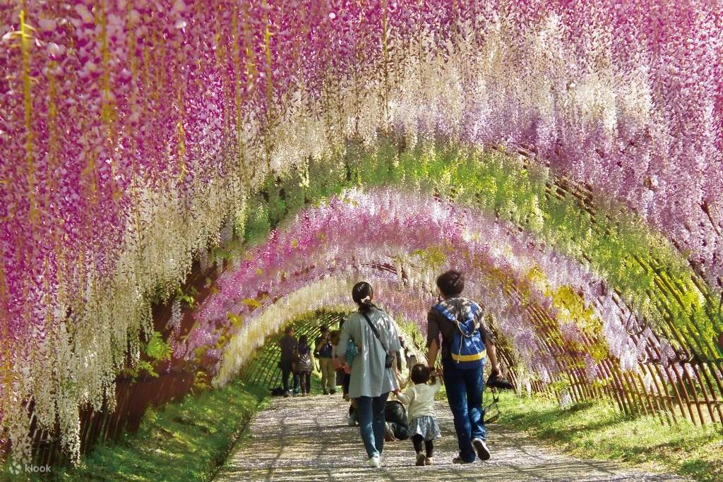 Kawachi Wisteria Garden, Kokura Castle, and The Outlets Kitakyushu Day