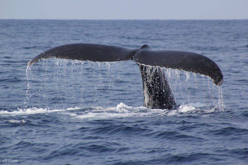 Tauchen Sie ein in die Tiefen des Ozeans und erkunden Sie ihn mit Walen.