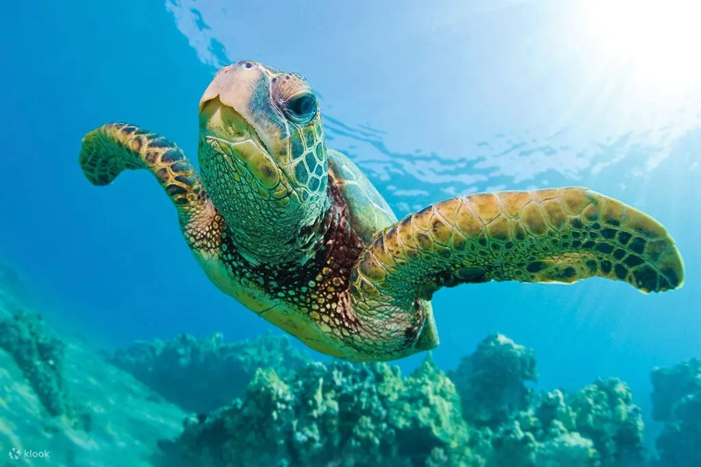 在自然环境中邂逅海龟，与海洋生物建立深厚联系
