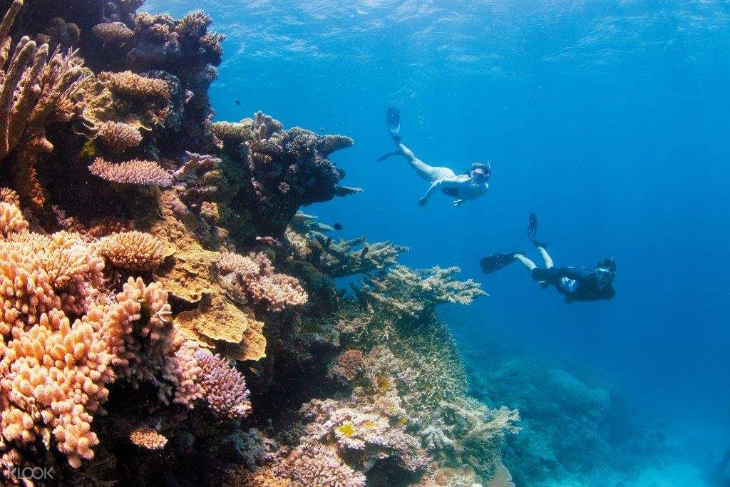 Great Barrier Reef Snorkel Experience from Hamilton Island Klook