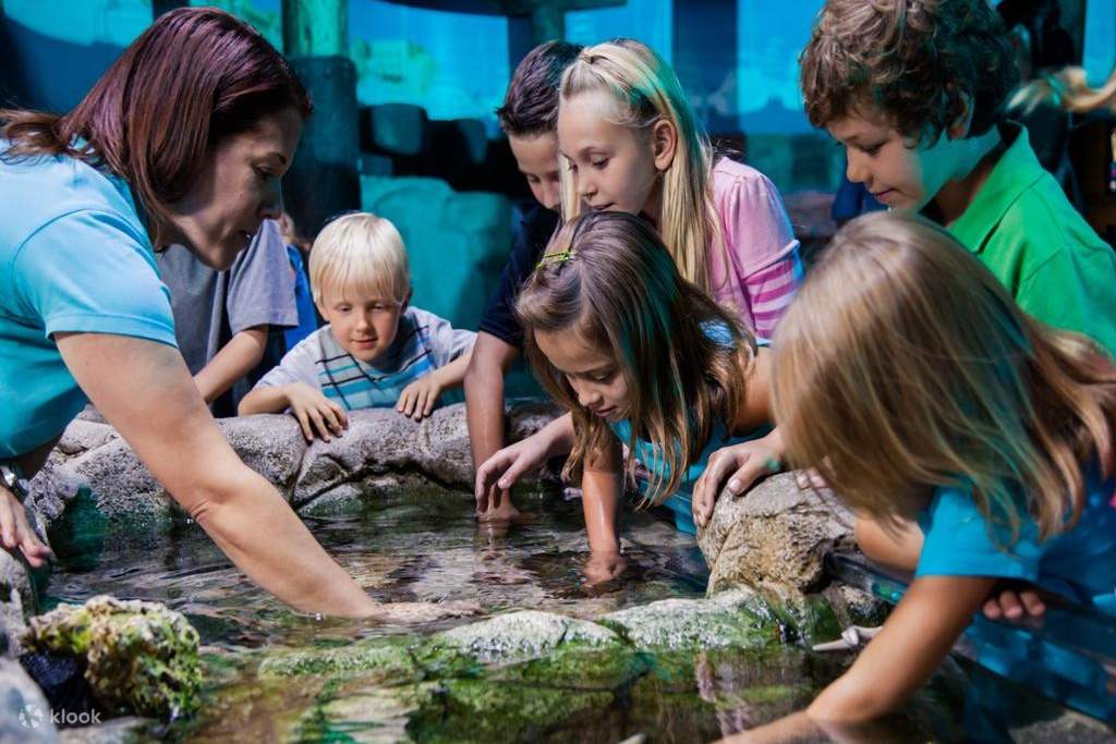 meet marine animals at sea life orlando aquarium