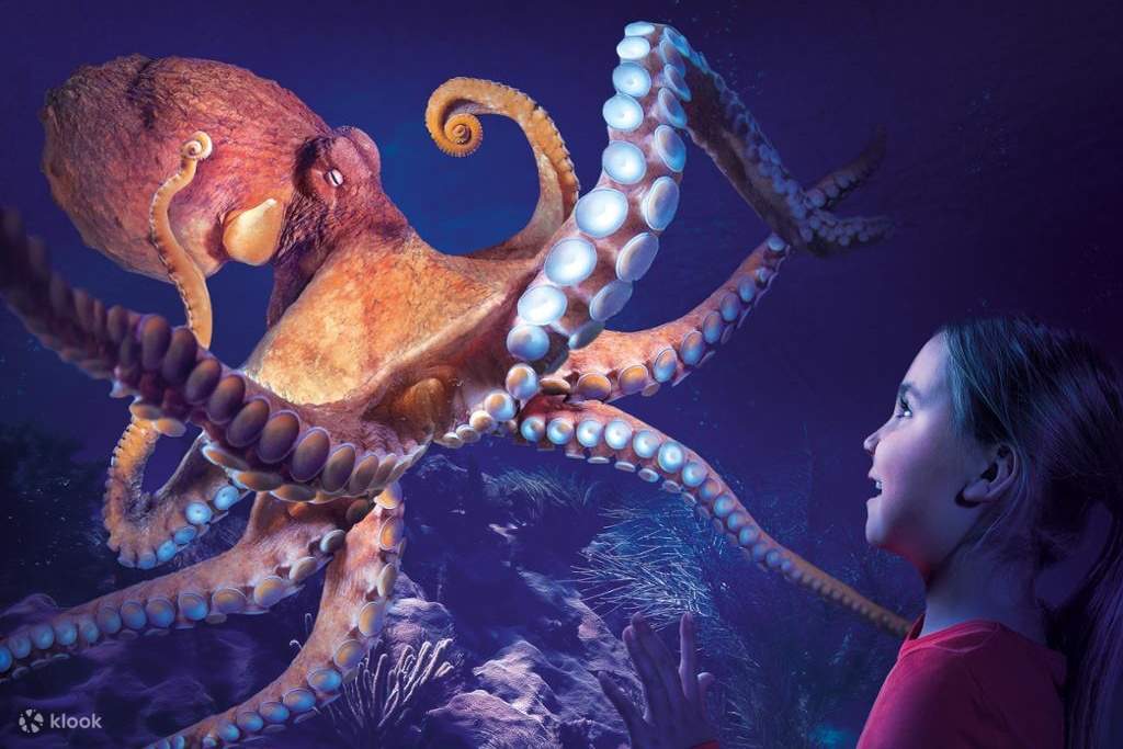 meet marine animals at sea life orlando aquarium
