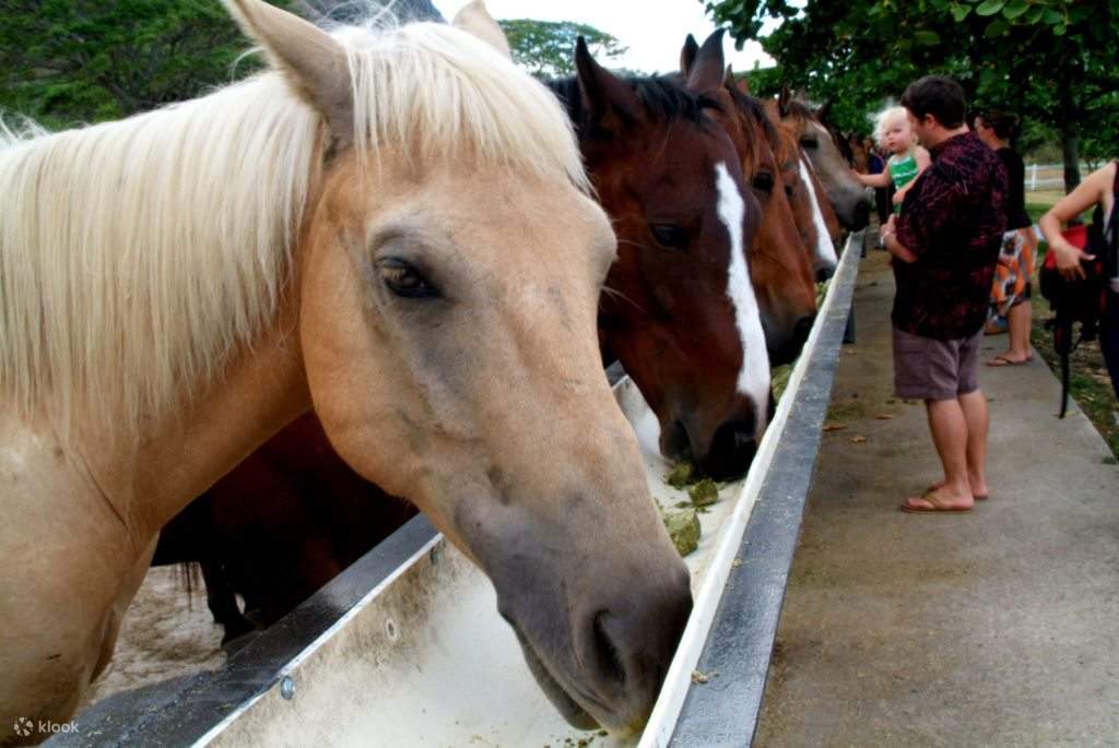 Paseos a caballo en el Valle Jurásico de Kualoa Ranch