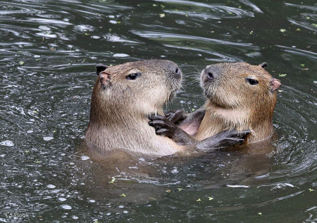 explore and meet the animals at neo park okinawa