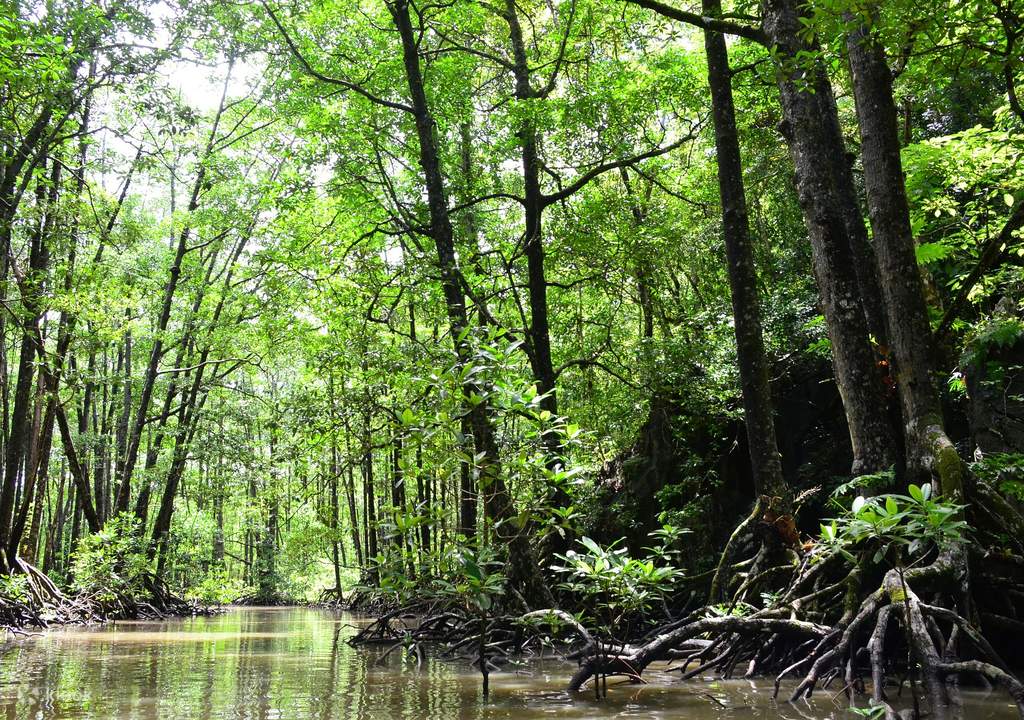 go on a mangrove forest tour