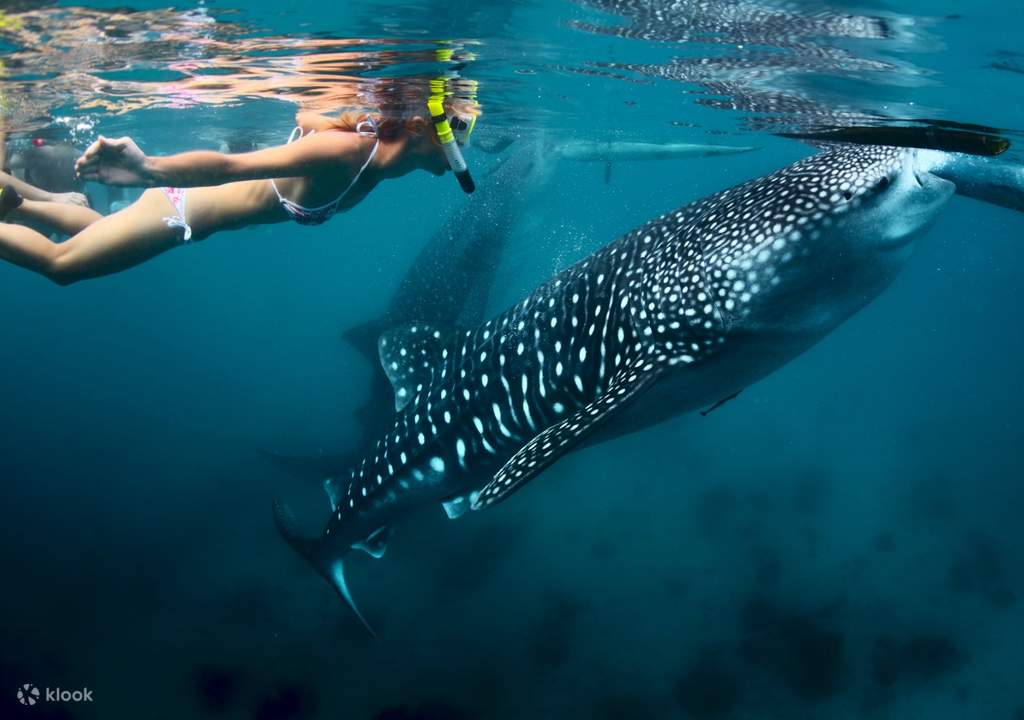 cebu