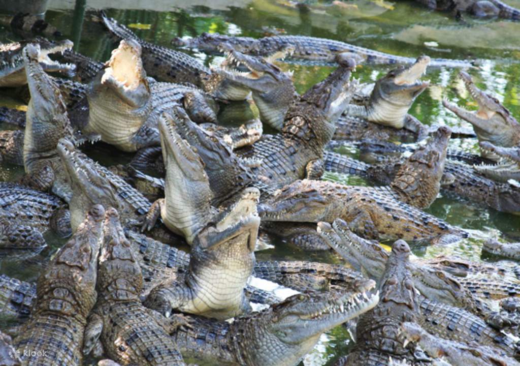 have an action-packed afternoon at zoobic safari