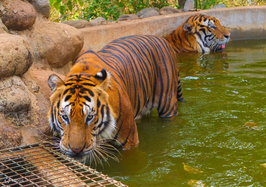have an action-packed afternoon at zoobic safari