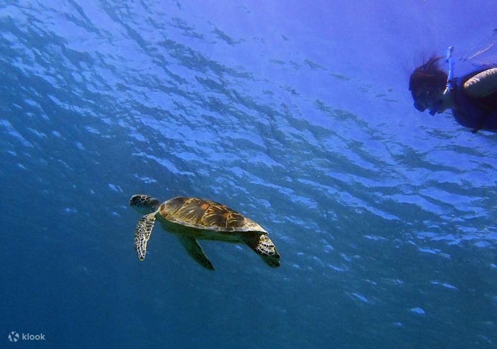 snorkeling