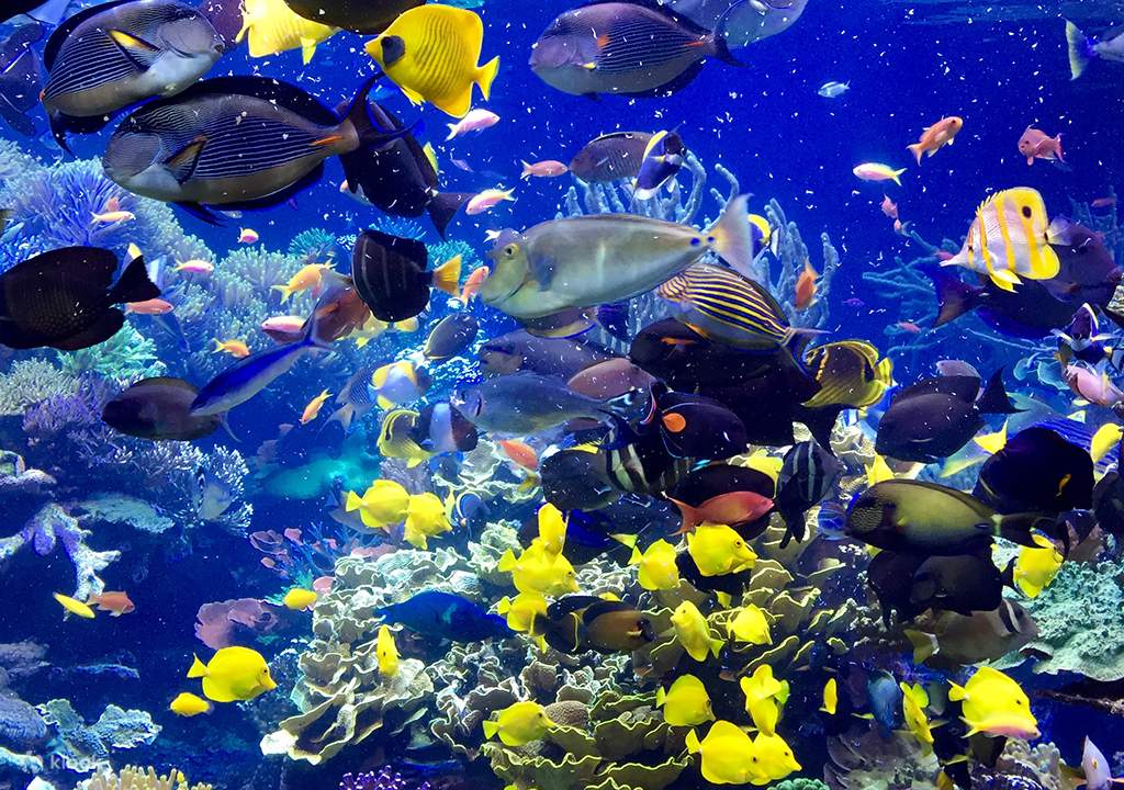 treat your family to a fun day at new england aquarium