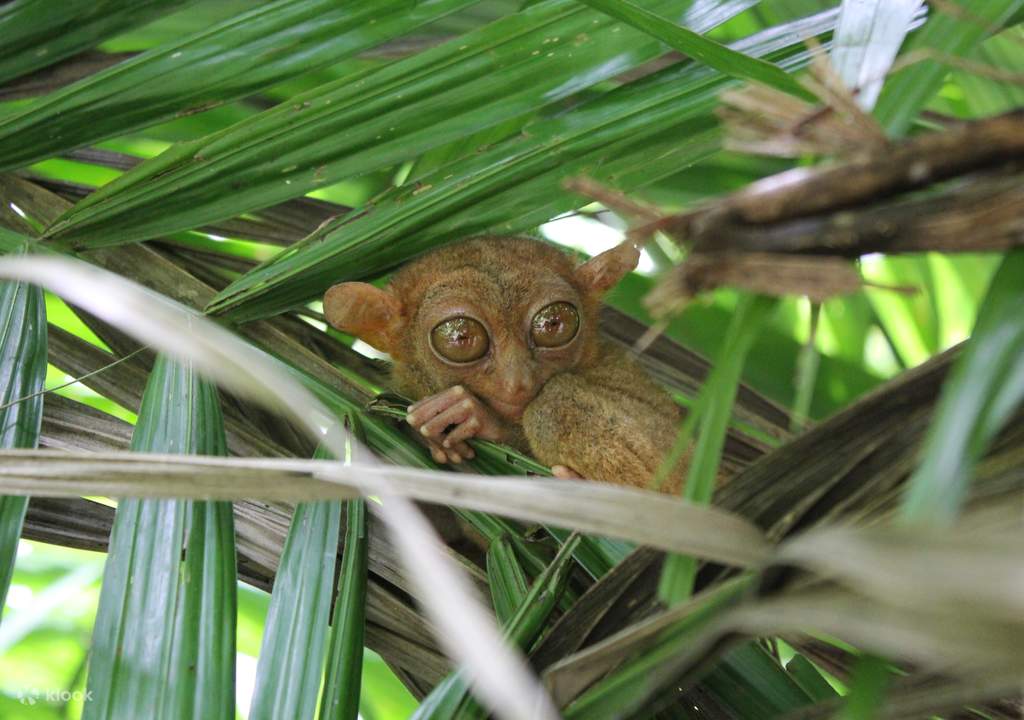 bohol