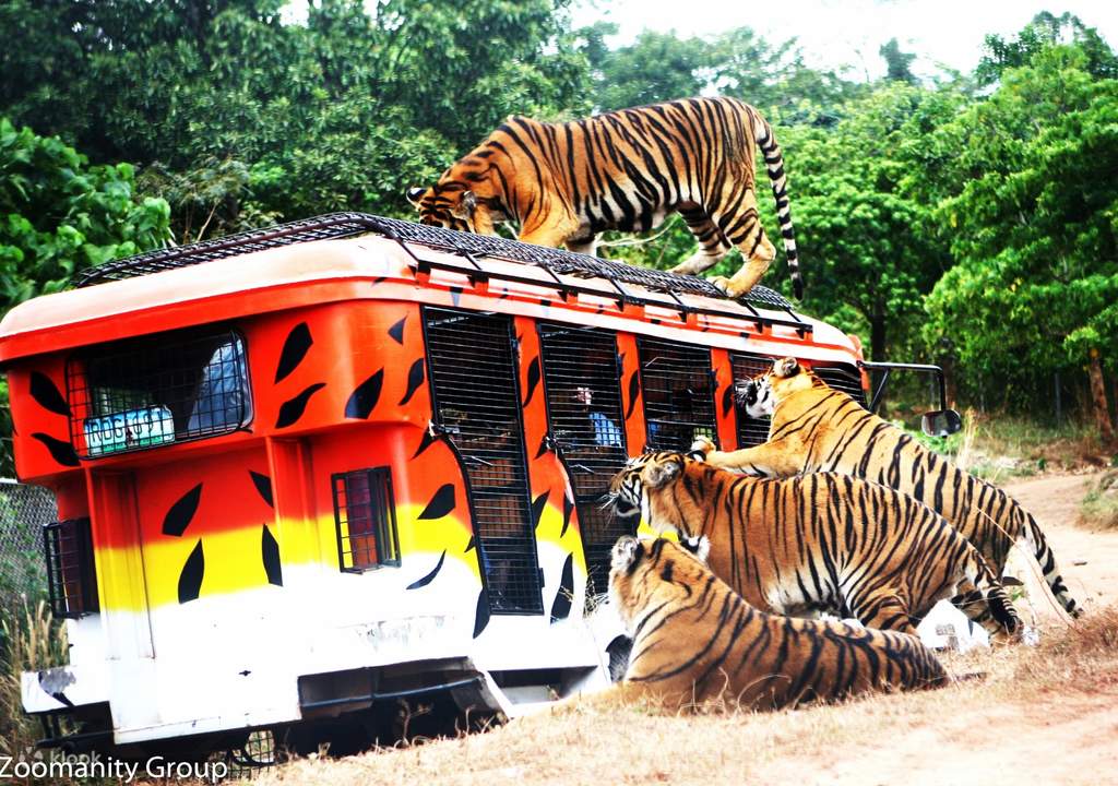 have an action-packed afternoon at zoobic safari