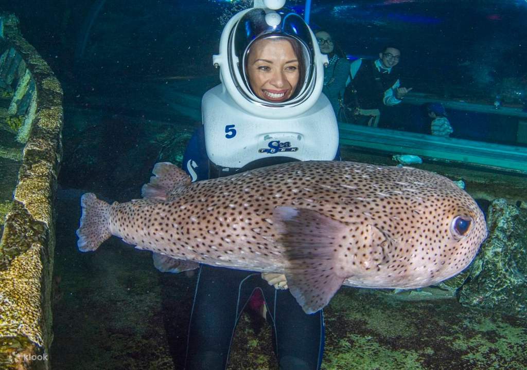 trek alongside marine treasures with the seatrek experience in underwater world guam