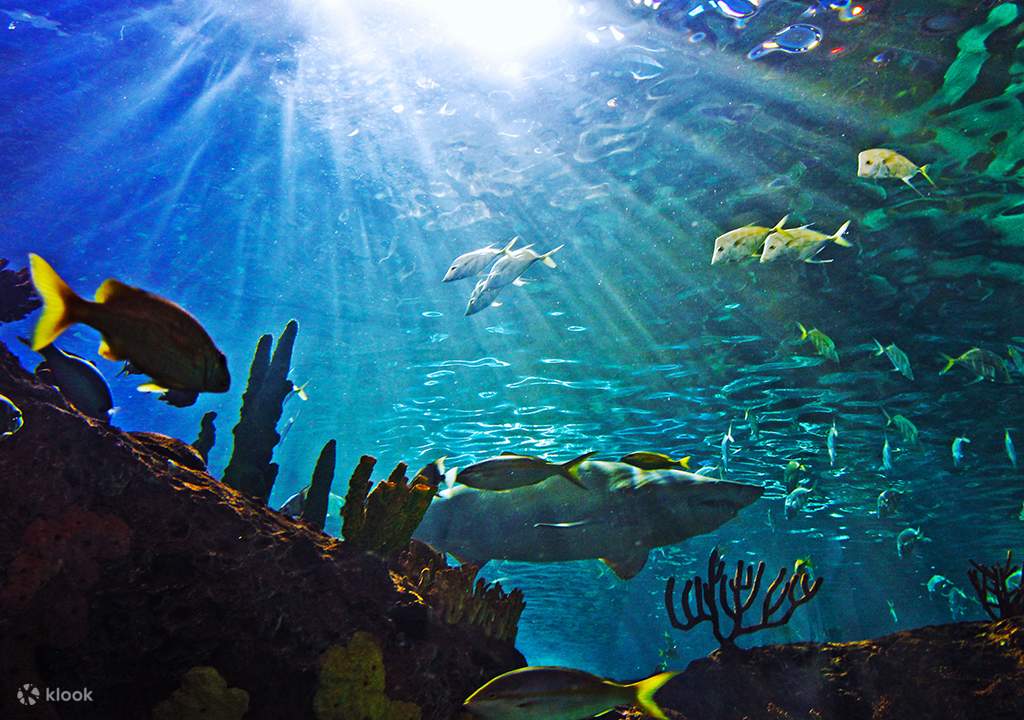 treat your family to a fun day at new england aquarium