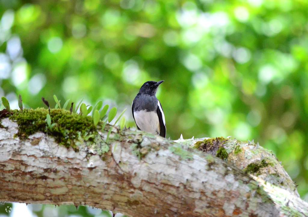 taman negara