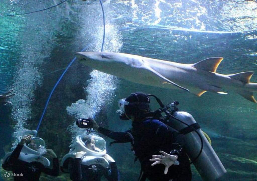 trek alongside marine treasures with the seatrek experience in underwater world guam