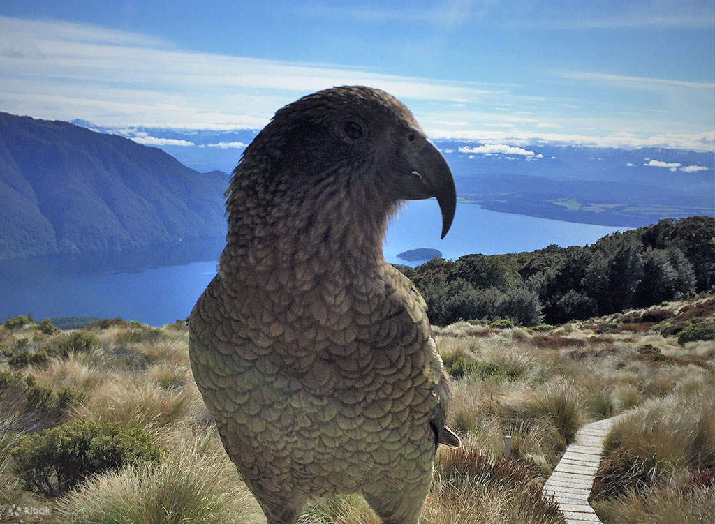 ラクスモア・ケプラー ヘリハイキング