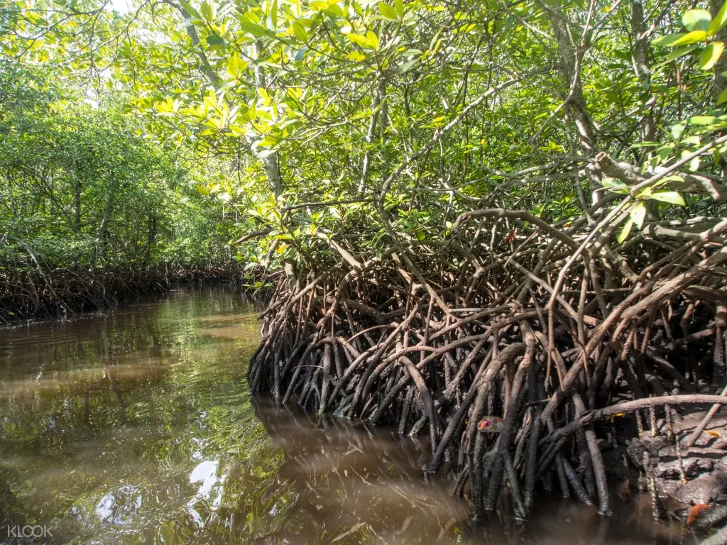 mangrove forest 