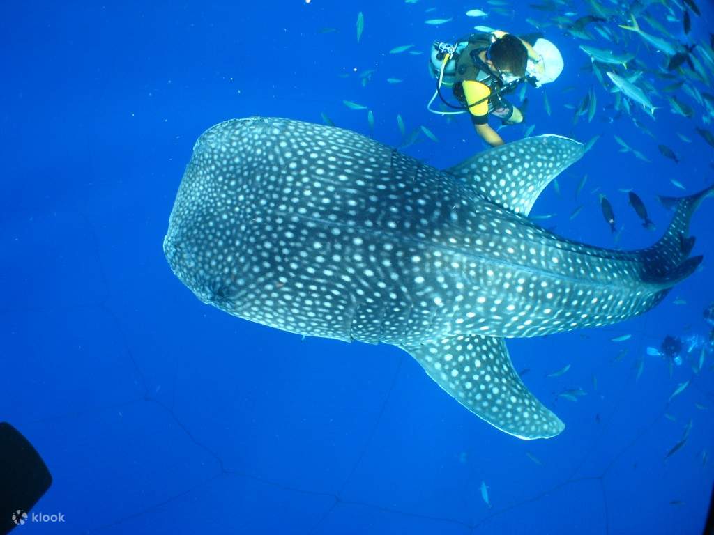 Snorkeling Diving And Fun Diving Experience With Whale Sharks In Okinawa Klook