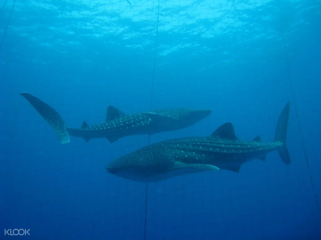 Snorkeling Diving And Fun Diving Experience With Whale Sharks In