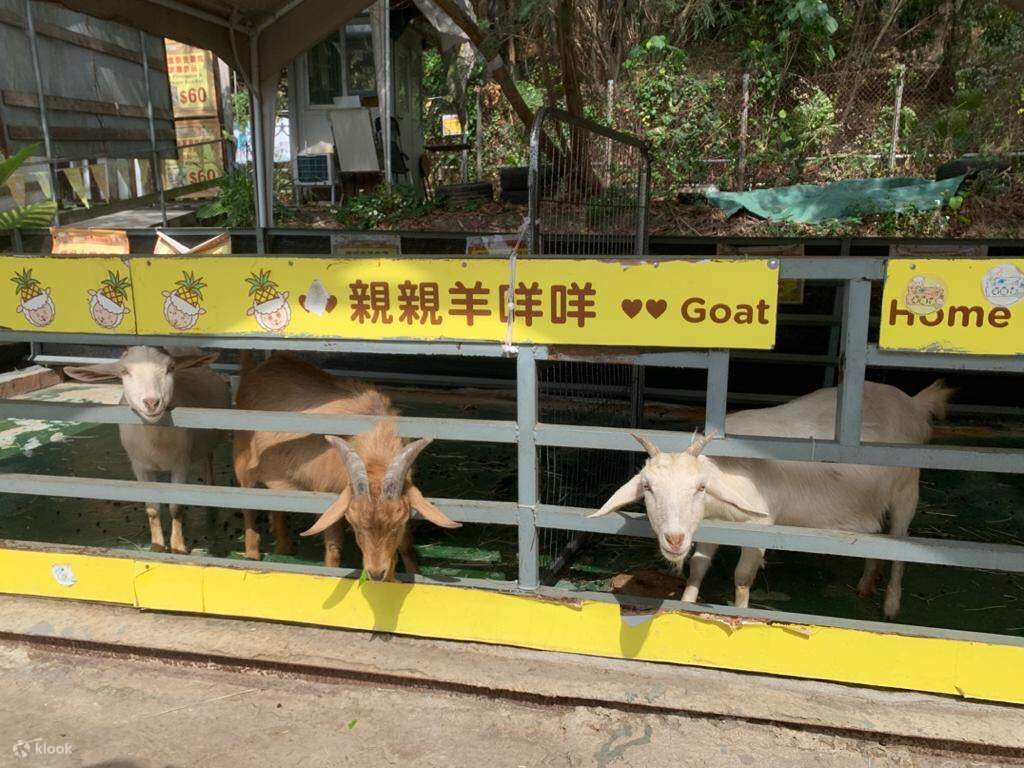 Yuen Long Pineapple Farm Tour Klook