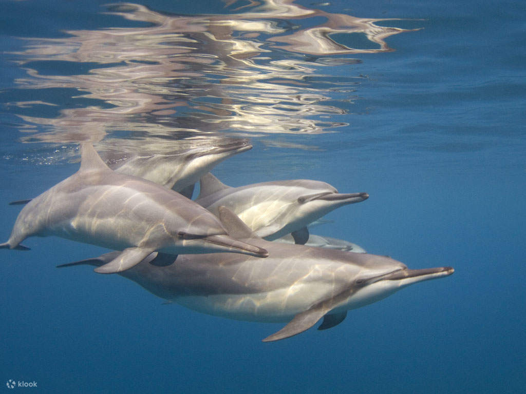 ePembelajaran PADI Enriched Air Diver