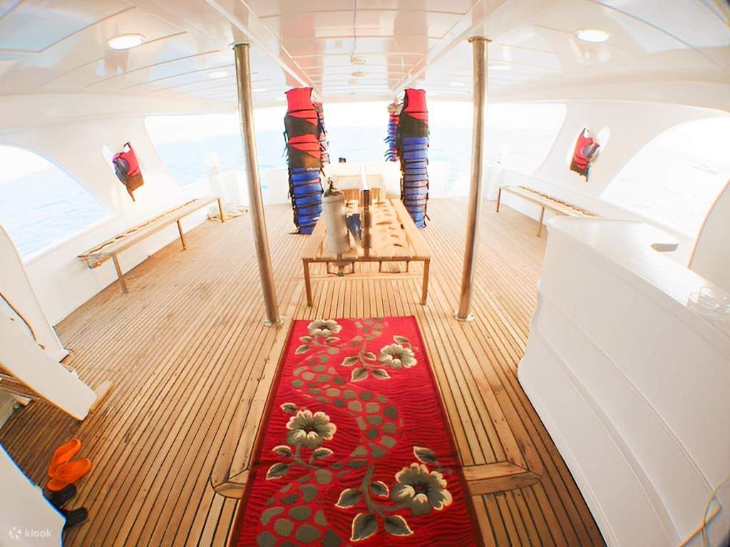 Cipta memori seumur hidup dengan berenang bersama ikan lumba-lumba yang mesra