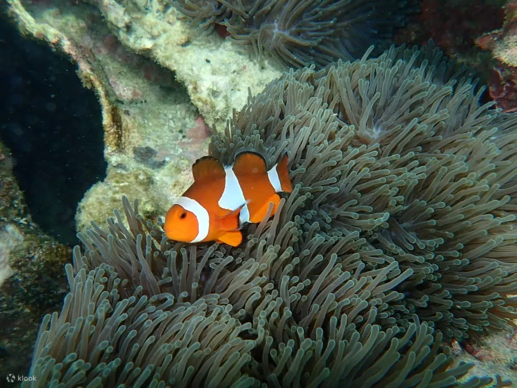 美人鱼岛浮潜或水肺潜水与红树林长鼻猴生态之旅