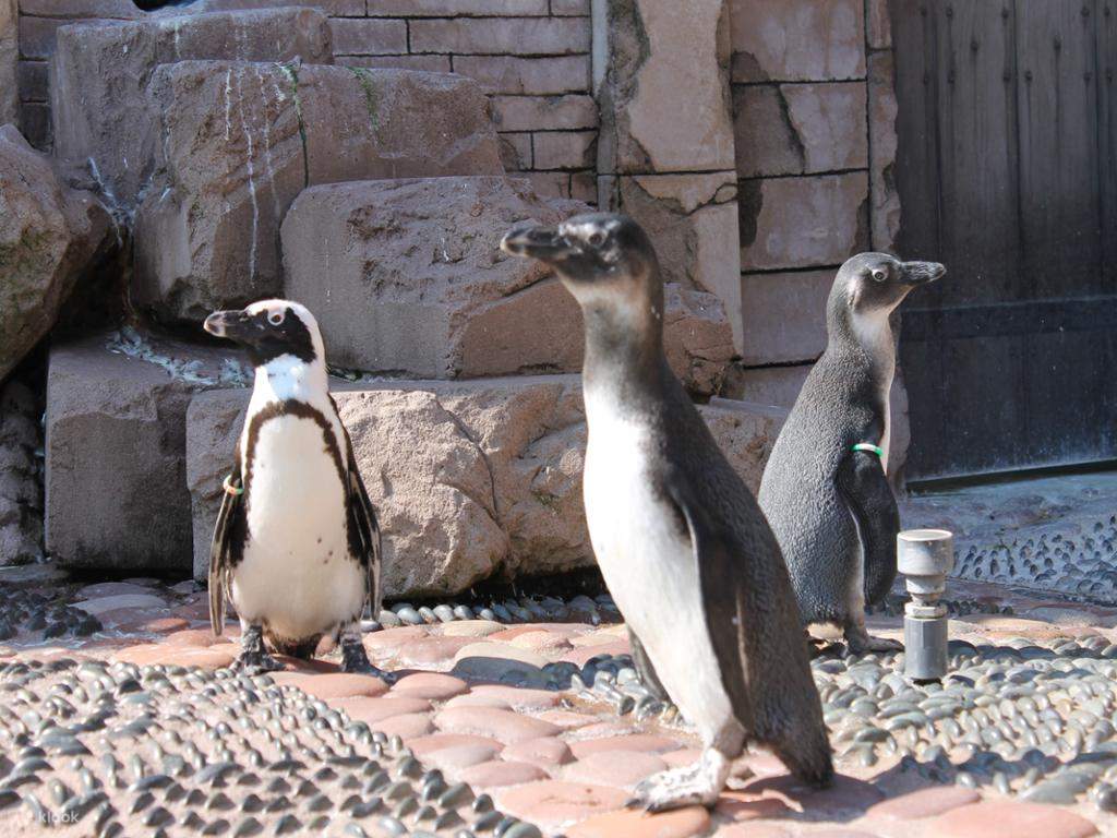 Long Island Aquarium Admission Ticket Klook