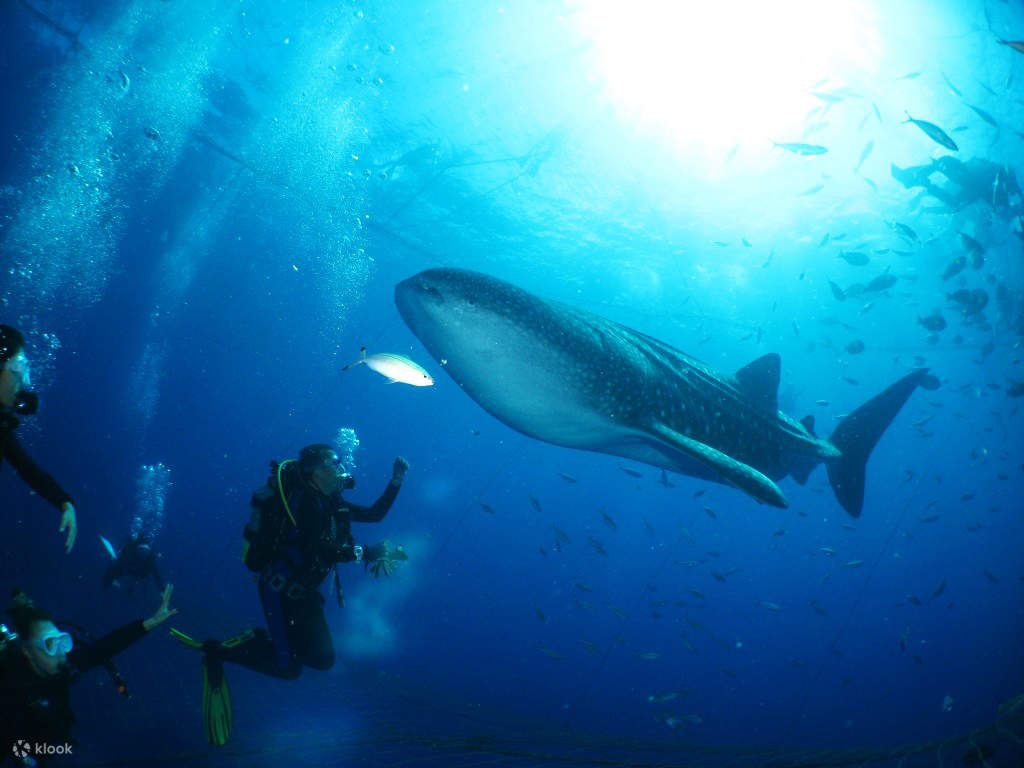 ホエールウォッチングとスイミング