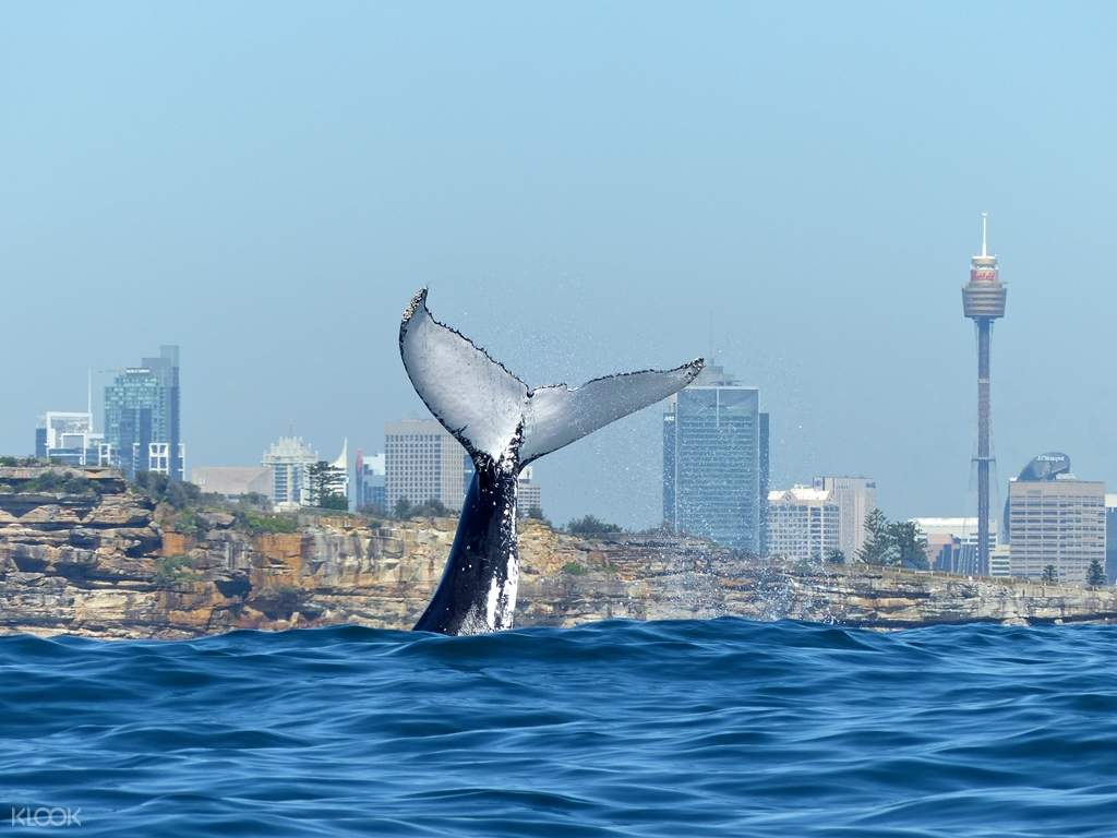 Whale Watching Cruise with Lunch