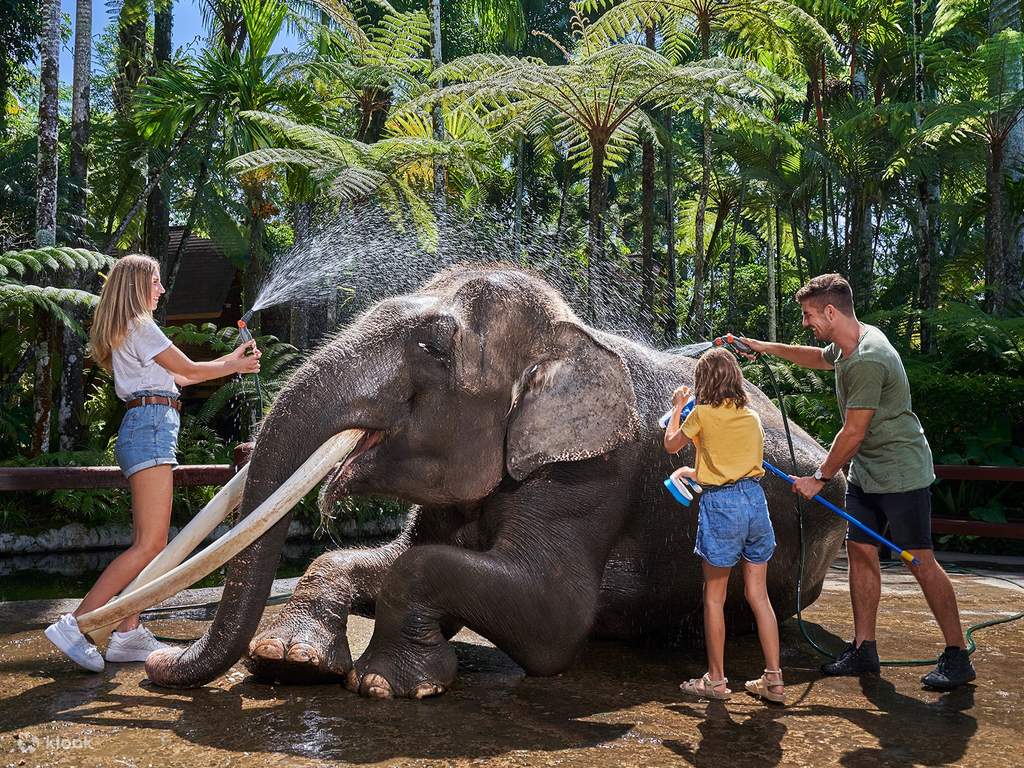 meet an elephant and give him a wash
