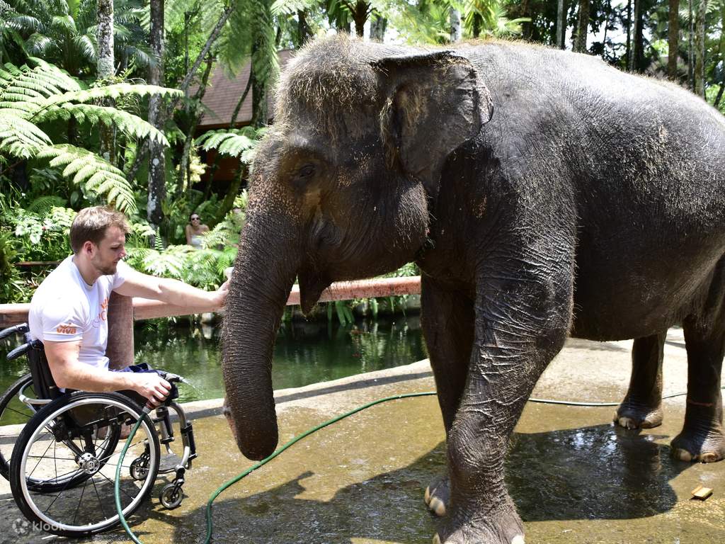 meet an elephant and give him a wash