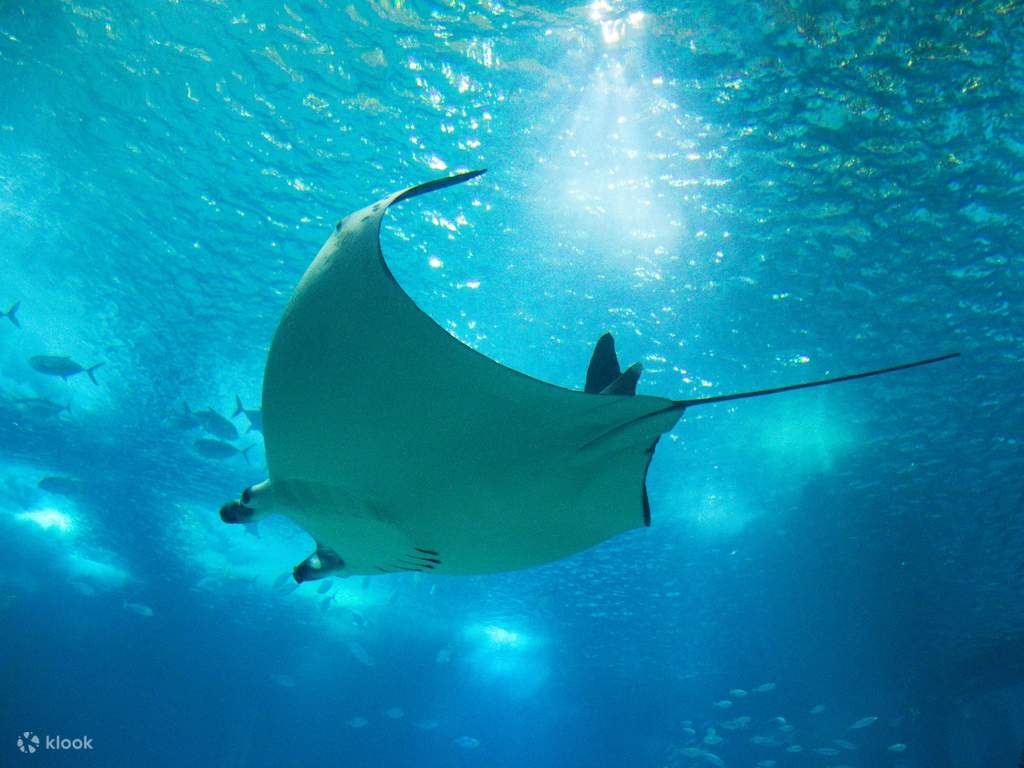 Dubai Aquarium and Underwater Zoo at Dubai Mall