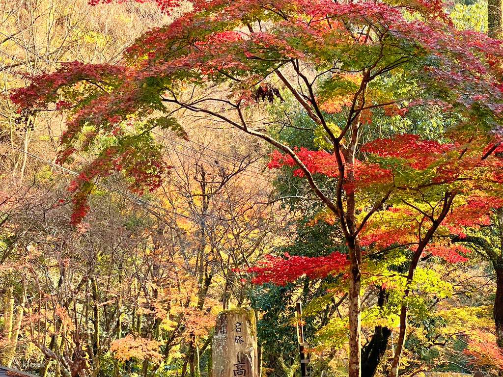 miyazaki