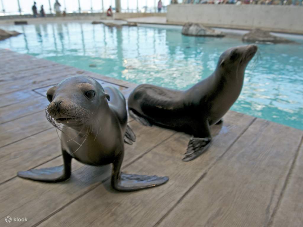 treat your family to a fun day at new england aquarium