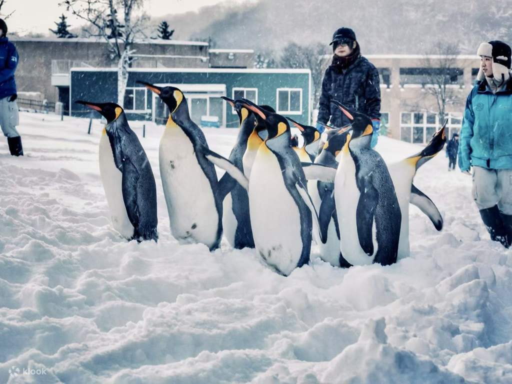 meet the arctic animals at asahiyama zoo