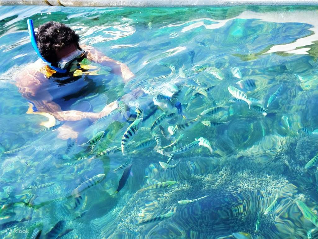swim with the shark at bali sharks rescue center