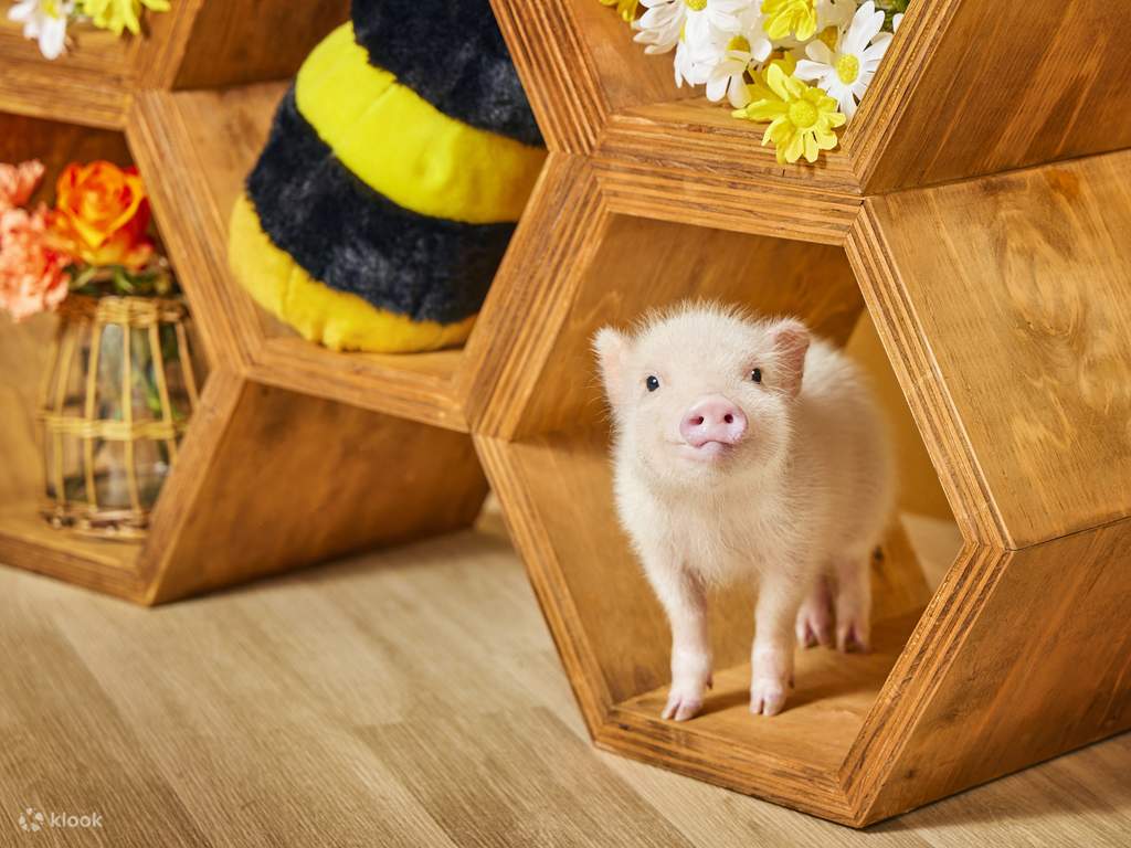 visitez un café hedgehog!