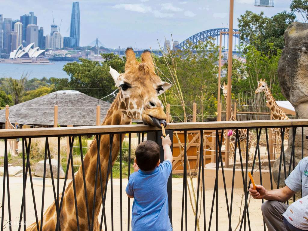 taronga zoo visit