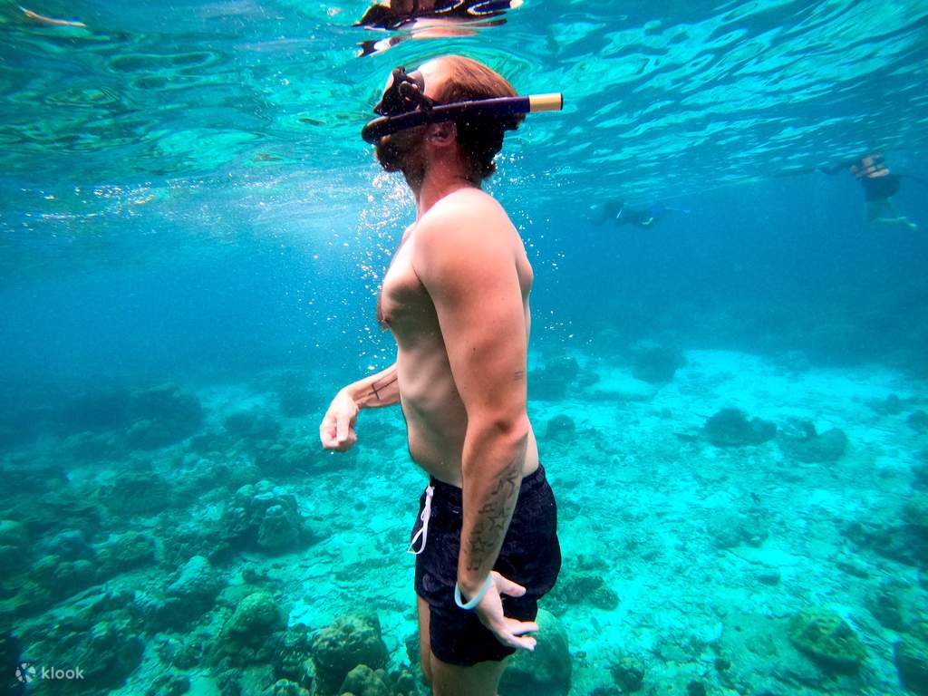 snorkel with sharks