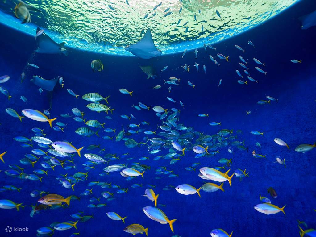 get close to the creatures of the sea at kamogawa sea world
