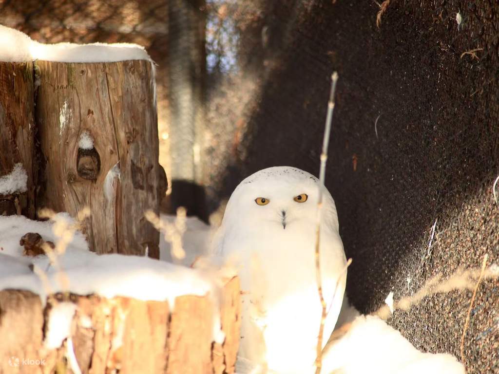 meet the arctic animals at asahiyama zoo